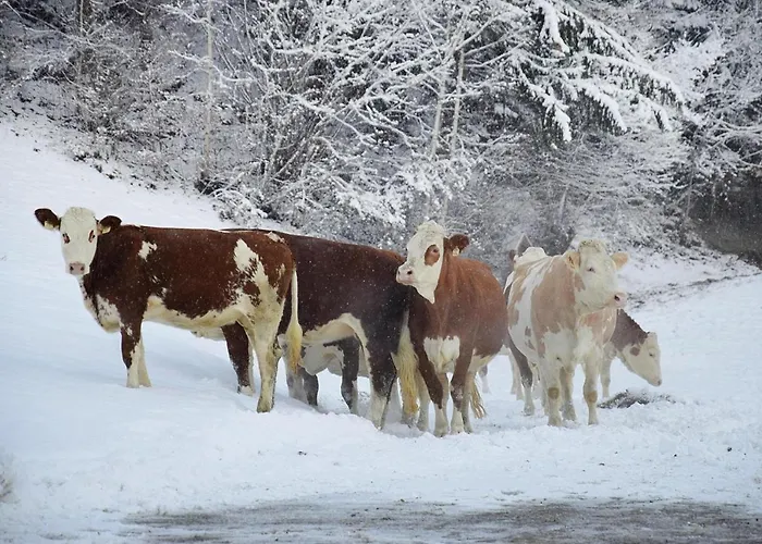 In Near Spieljochbahn Apartament *