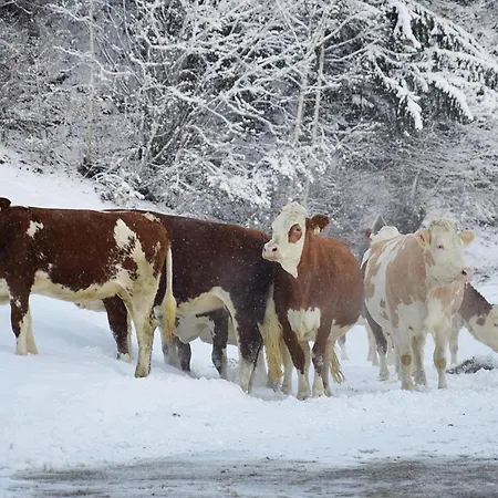 In Near Spieljochbahn Appartement *